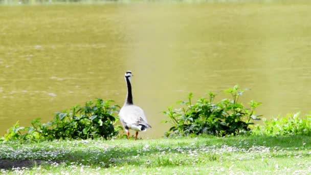 Bar Goose anser indicus em pé na costa — Vídeo de Stock