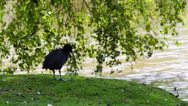 Стоя и ухаживая за лысиной на траве берега озера — стоковое видео