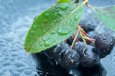 Aronia meyveleri (chokeberry) siyah arka plan üzerine yağmur damlaları
