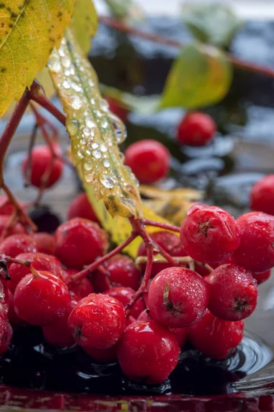 Makro lövés a rowan bogyókat — Stock Fotó