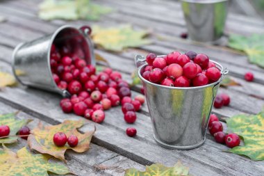 Taze kızılcık sonbahar yaprakları ile