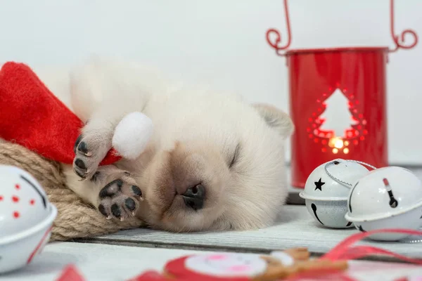 Śpiące szczeniaka z red hat Santa Claus. Holiday koncepcja, Boże Narodzenie, nowy rok tło — Zdjęcie stockowe