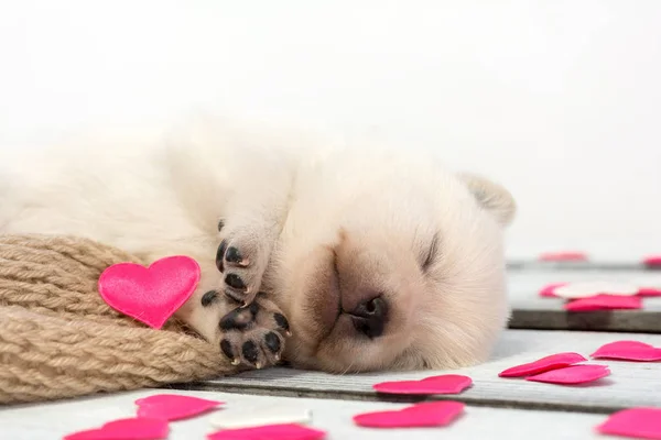 Puppy sleeping on scarf with pink fabric hearts around. Love concept — Stock Photo, Image