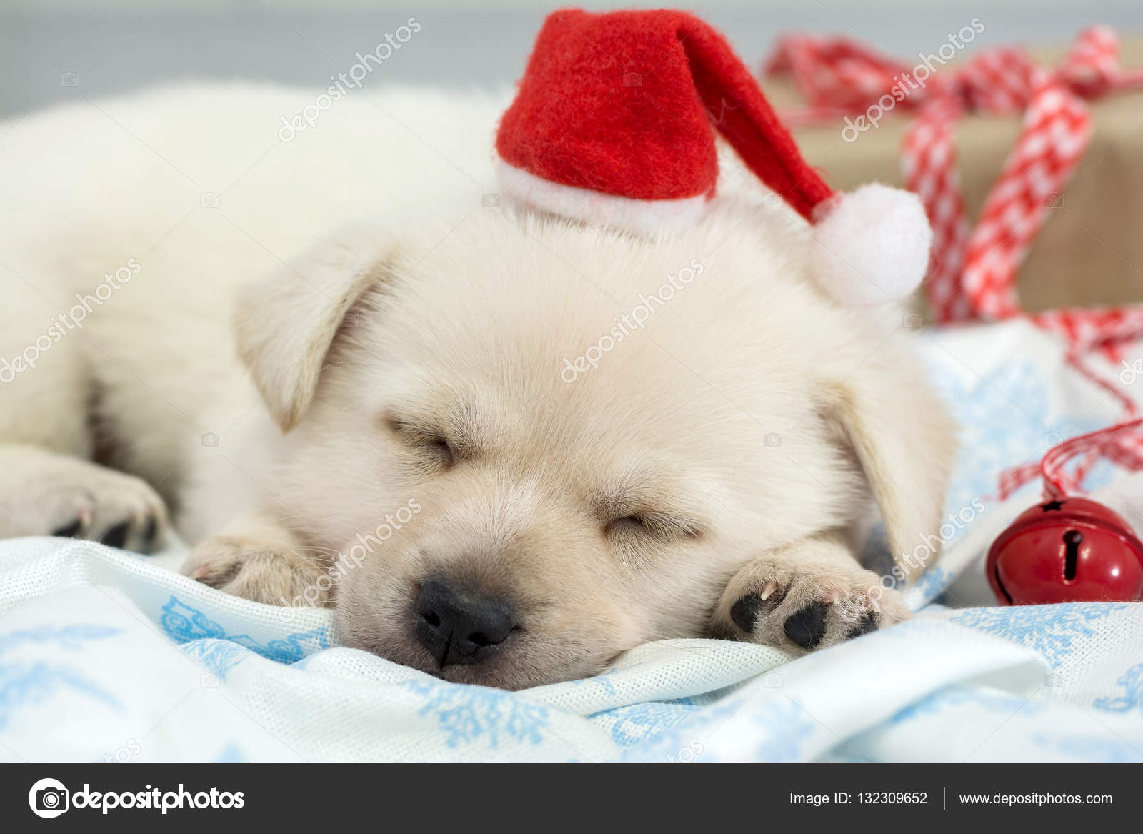 https://st3.depositphotos.com/6590842/13230/i/1600/depositphotos_132309652-stock-photo-sleeping-puppy-with-santa-claus.jpg