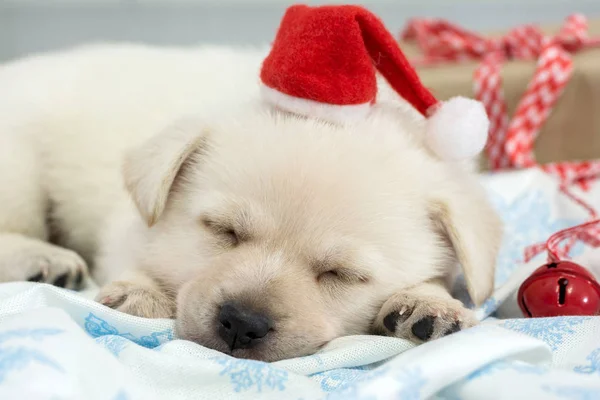 Śpiące szczeniaka z Santa Claus kapelusz. Tło Boże Narodzenie i nowy rok — Zdjęcie stockowe