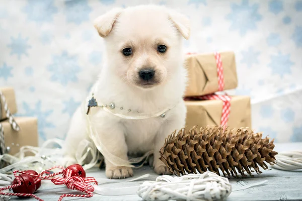 Biały szczeniak z Boże Narodzenie zabawki. Tło Boże Narodzenie i nowy rok — Zdjęcie stockowe