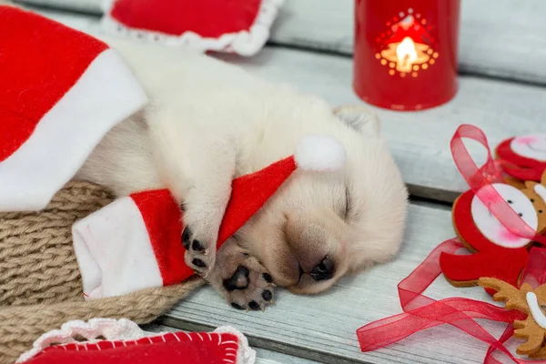 Funny puppy Ubrani jak Święty Mikołaj. Koncepcja Holiday — Zdjęcie stockowe