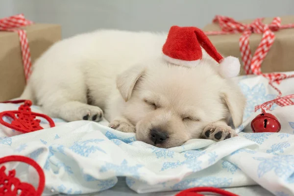 Tło wakacje z puppy przebrany za Świętego Mikołaja — Zdjęcie stockowe