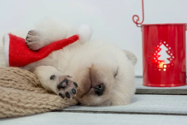 Tło na Boże Narodzenie i nowy rok z snu szczenię Ogarnięcie Czapka Świętego Mikołaja — Zdjęcie stockowe