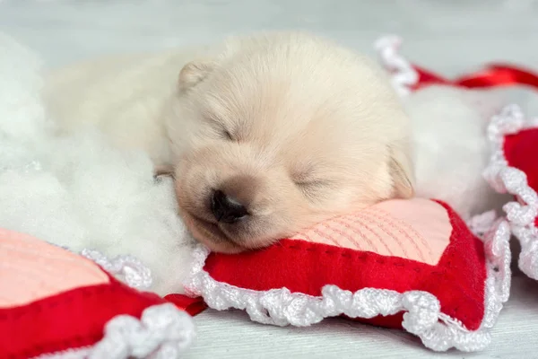 Biały szczeniak spanie na poduszce w kształcie serca, pojęcie miłości — Zdjęcie stockowe