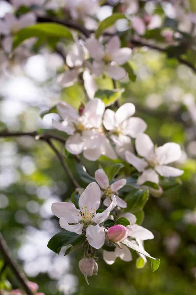 Primer plano de flor de manzana flores blancas, fondo de primavera —  Fotos de Stock