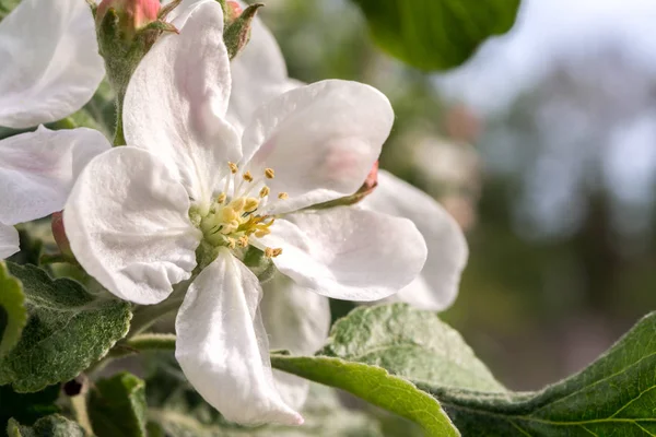 Macro disparo de flores de flor de manzana —  Fotos de Stock
