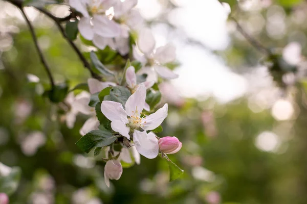 Fondo floral con rama de manzano floreciente —  Fotos de Stock