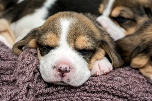 Portret twarz szczeniaka rasy beagle, spanie na dzianiny koc — Zdjęcie stockowe