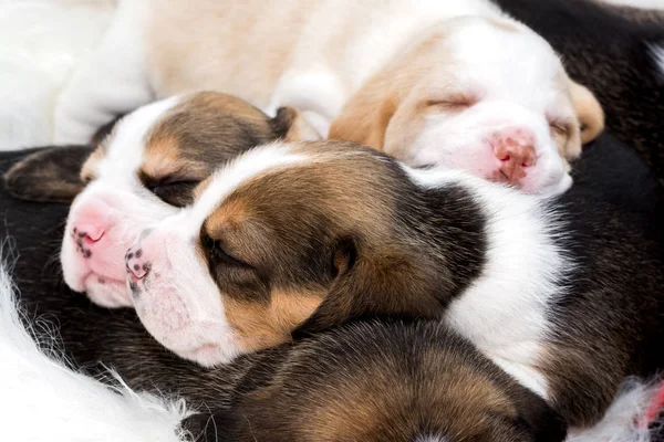 Les trois chiots beagle, 3 semaines, couchant ensemble Image En Vente