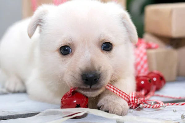 Chiot blanc jouant avec jouet de Noël. Nouvel an et concept de Noël Photos De Stock Libres De Droits