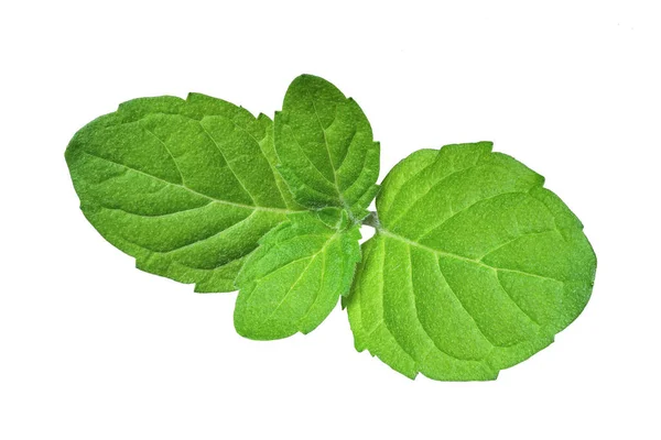 Зеленый лист мяты — стоковое фото