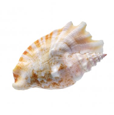 Beyaz arkaplanda deniz kabuğu izole