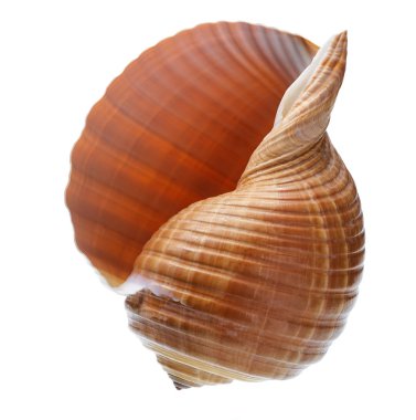 Beyaz arkaplanda deniz kabuğu izole