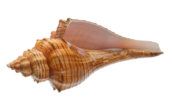 Muschel isoliert auf weißem Hintergrund — Stockfoto