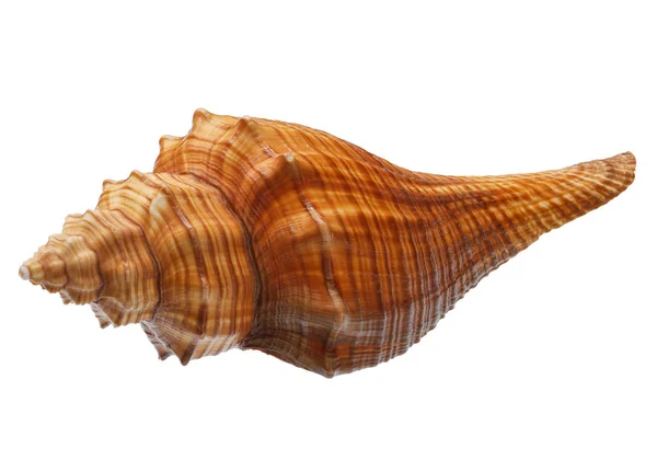 Seashell elszigetelt fehér háttér — Stock Fotó
