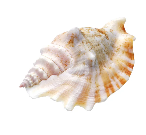 Seashell izolované na bílém pozadí — Stock fotografie