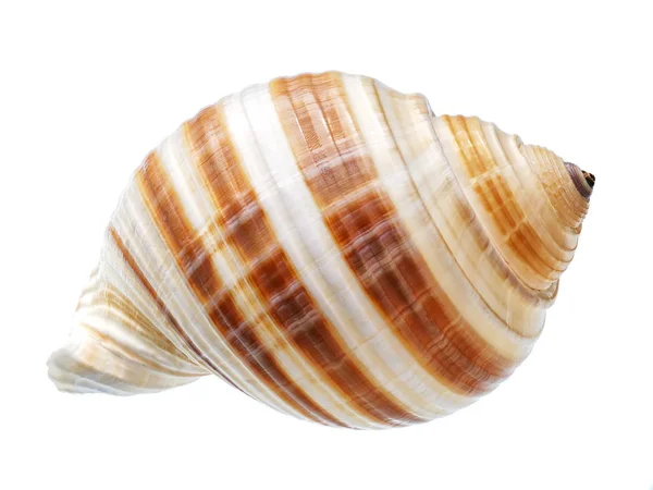 Seashell isolato su sfondo bianco — Foto Stock