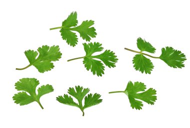 Taze kişniş beyaz arkaplanda izole edildi, makro çekim