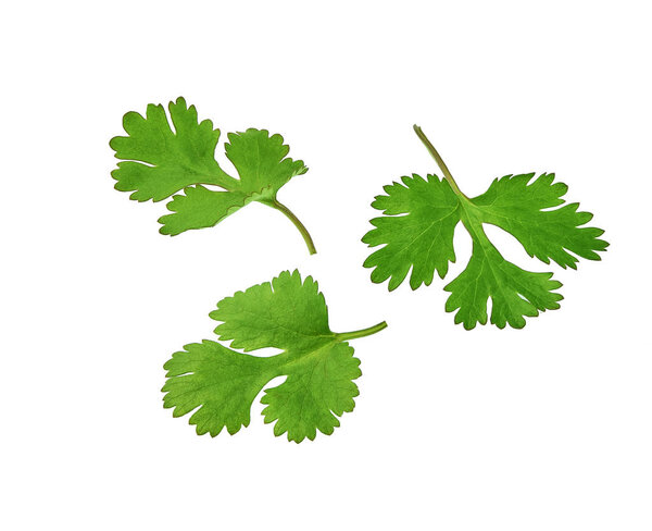 Fresh cilantro isolated on a white background.