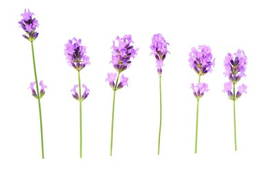 Beyaz arka planda, yalıtılmış lavanta çiçekleri kümesi.