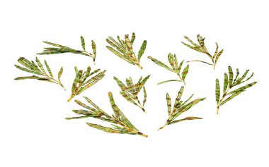 Izgara biberiye beyaz arka planda izole edilmiş. makro çekim