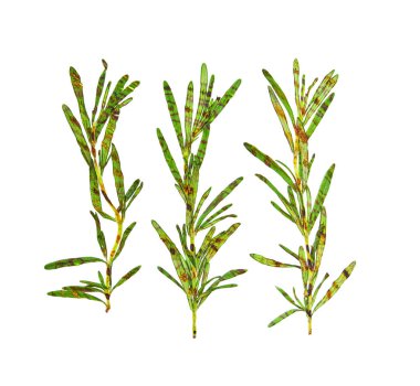 Izgara biberiye beyaz arka planda izole edilmiş. Üst görünüm