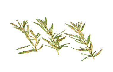 Izgara biberiye beyaz arka planda izole edilmiş. makro çekim