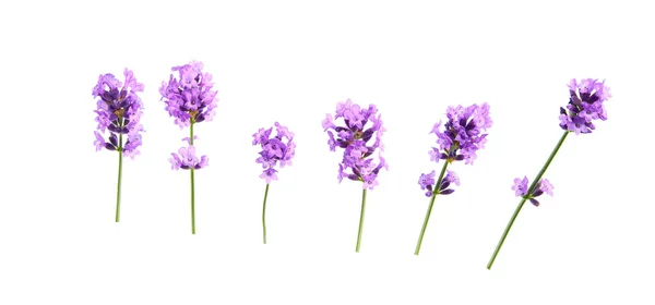 Zestaw elementów kwiatów lawendy na białym tle, izolowane. — Zdjęcie stockowe