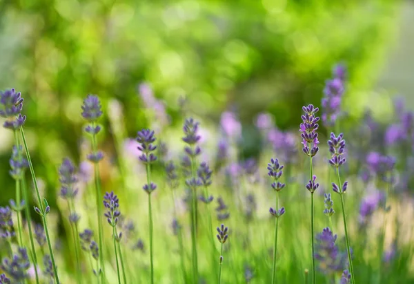 Lavanta çiçeği. Lavanta arkaplan, seçici odak