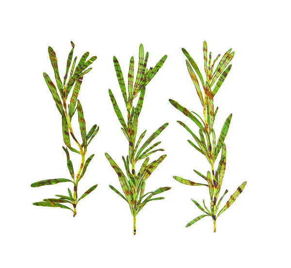 Izgara biberiye beyaz arka planda izole edilmiş. Üst görünüm