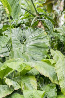 yağmur ormanlarında yeşil çalılar