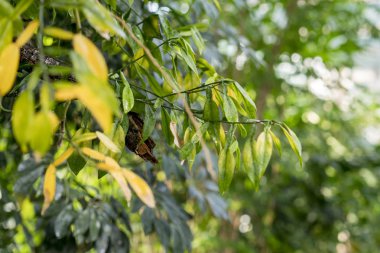 farklı yeşil çalılar ve otlar arka plan
