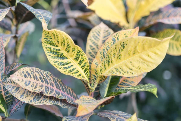Кротон с большими желто-зелеными листьями — стоковое фото