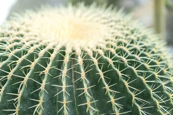 Cactus verde con grandi aghi primo piano — Foto Stock