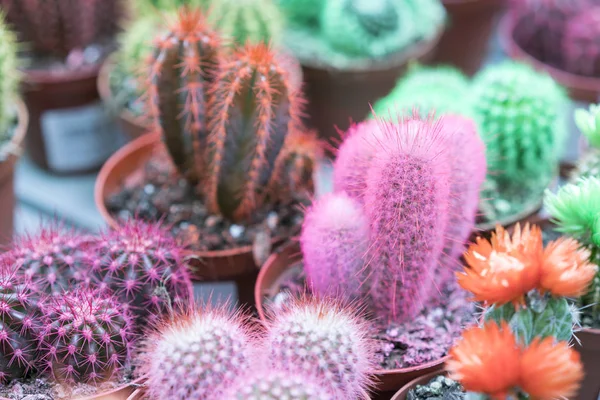 Collection of multi-colored cactuses — Stock Photo, Image