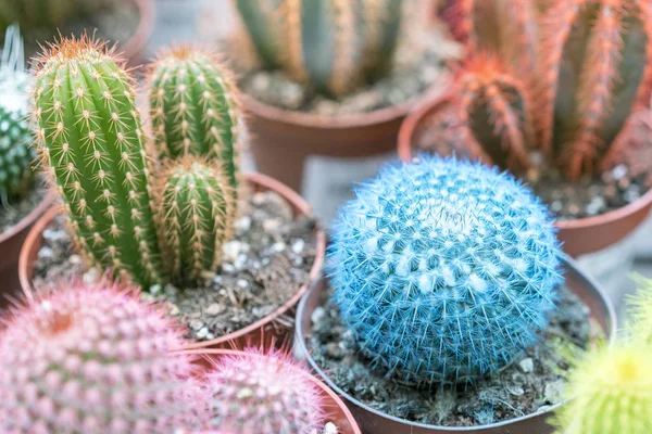 Small multi-colored cacti in pots. Pink cactus, blue cactus — Stock Photo, Image