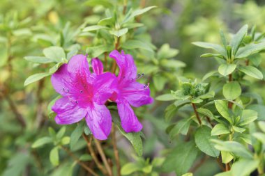 Yaz bahçesinde mor açelya çiçek