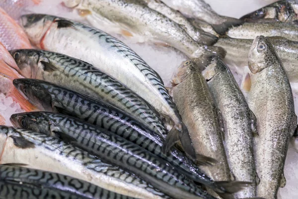Свежая морская рыба на льду в супермаркете. здоровое питание — стоковое фото