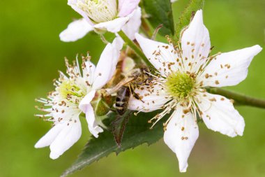 Arı çiçek yakın çekim pollinates. Arı nitrat nektar ve polen. Arı çiçekleri pollinates