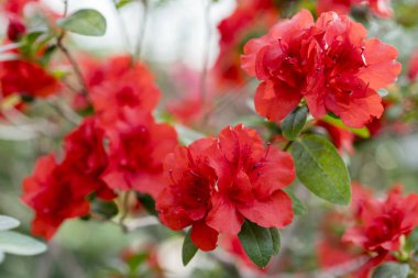 Parlak, kırmızı açalyalar çiçek yeşil yaprakları arasında