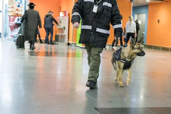 Guardia de seguridad con un perro de servicio. Busca drogas. Protección contra el terrorismo. Búsqueda de drogas en un lugar público — Foto de Stock