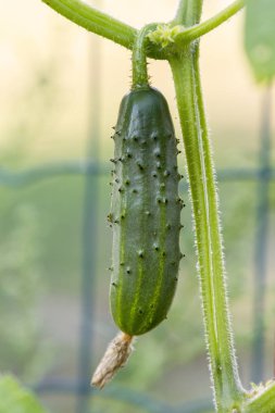Yatakta olgun yeşil salatalık.