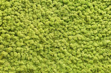 Artificial green moss wall for garden decor. Moss Background Texture clipart