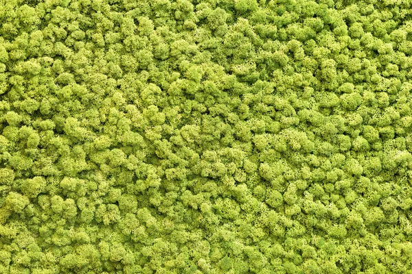 Parede de musgo verde artificial para decoração de jardim. Textura de fundo de musgo — Fotografia de Stock